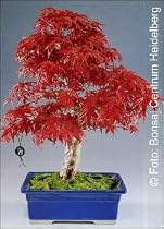 Red Japanese Maple (Acer palmatum atropurpureum) - 20 Seeds