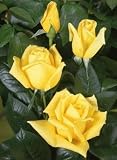 Produkt-Bild: Edelrose 'Landora' -R- im 4 L Container