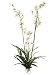 65 Spider Oncidium Orchid Plant Cream Green (Pack of 3)