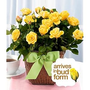 Plants - Potted Yellow Rose Plant