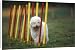 Canvas Prints of Dog training / Agility from Ardea Wildlife Pets