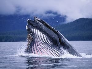 Humpback Whale Feeding in Frederick Sound in Alaska Photographic Poster Print by Paul Souders, 12x9