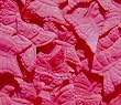 Butterfly Shaped Silk Rose Petals Wedding Favors - 200 Ct - Hot Pink