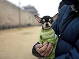 Tiny Dog in a Sweater Sits in His Owner's Hands Photographic Poster Print by Eightfish , 24x32