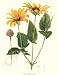 Botanical Flower Print: False Sun Flower - Heliopsis laevis