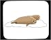 Mouse Pad with ice floe, captivity, marine, mammal, sal, pinniped, aquatic, piniped, zoo, basking, pait, seal, animal