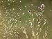 Cirsium Arvense (Creeping Thistle) Photographic Poster Print by Bjorn Forsberg, 24x18