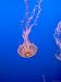 Jellyfish Display at the Monterey Bay Aquarium, Monterey, California, USA Photographic Poster Print by David R. Frazier, 12x16