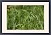 Framed Prints of Wood Fescue from Ardea Wildlife Pets