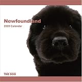 Newfoundland 2009 Wall 12''x12'' Calendar by THE DOG Artlist Collection