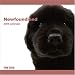 Newfoundland 2009 Wall 12''x12'' Calendar by THE DOG Artlist Collection