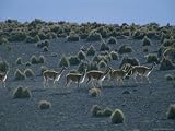 Vicunas Search for Food in the Highlands of the Atacama Desert Artists Photographic Poster Print, 18x24
