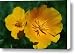 Yellow California Poppies Canvas Print / Canvas Art - Artist Taylor S. Kennedy