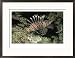 A Close-up of a Lionfish (Genus Pterois) Swimming in the Red Sea Framed Photographic Poster Print by Peter Carsten, 26x20