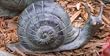 Samuel The Snail statue bronze home garden sculpture New (The Digital Angel)