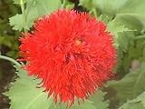 41jNBs80k7L. SL160  100 OASE RED PEONY POPPY Papaver Peoniflorum Flower Seeds