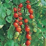 Outdoor Living : Tomato Gardeners Delight