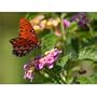 Butterfly (On Flowers) Art Poster Print - 13x19