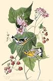 Magnoliwarbler by John James Audubon. Art Print Poster 11 inches width by 17 inches height. Highest Quality Art Poster Print
