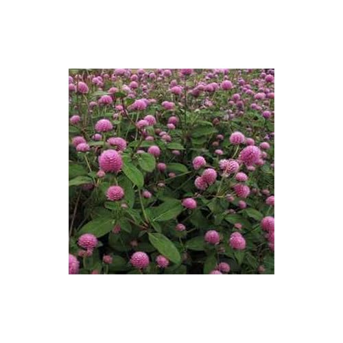 Pink Globe Amaranth Annual Flower Seeds pink globe annual flower seeds