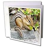Wild animals - Chipmunk - Greeting Cards-6 Greeting Cards with envelopes