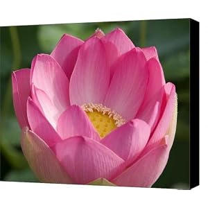 peeking lotus Canvas Print / Canvas Art - Artist  Elvira Butler