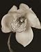 White and Black Speckled Flower Photography Art Poster Print by Prades Fabregat, 8x10