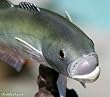 Taxidermy 14" Fiberglass Bluefish Statue