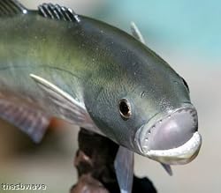 Taxidermy 14" Fiberglass Bluefish Statue