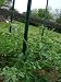 The Tomato Stake - 3 PACK - better than metal tomato cages or bamboo stakes.