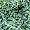 Sage Herb 100 Seeds - GARDEN FRESH PACK!