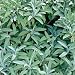 Sage Herb 100 Seeds