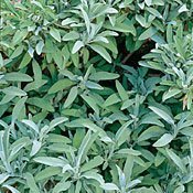 Sage Herb 100 Seeds - GARDEN FRESH PACK! Sage Herb 100 Seeds - GARDEN FRESH PACK!