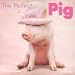 The Perfect Pig 2008 Mini Calendar by Rachael Hale