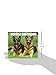 Just German Shepherds 2015 Box Calendar