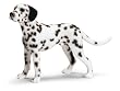 Schleich - Dalmation - Standing