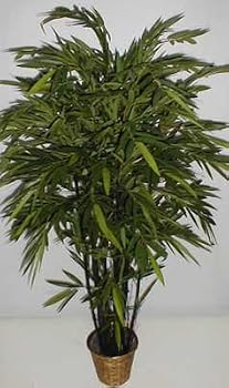 6 1/2' Bamboo Tree on Black Wood