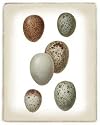 Bird Egg Study III by Vision Studio Art Print Poster