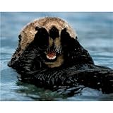 Sea Otter (In Water) Art Poster Print