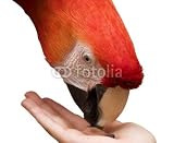 Wallmonkeys Peel and Stick Wall Decals - Macaw Eating from Hand - Removable Graphic
