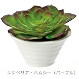 【Massot】インテリアグリーン《エケベリア・エレガンス/パープル》☆陶器入り人工葉通販☆