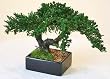 Preserved Double Branch Bonsai Tree