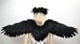 Black Wide Spread Costume Feather Angel Wings Gothic Fairy Crow Raven Eagle Cosplay Photo Props .