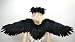 Black Wide Spread Costume Feather Angel Wings Gothic Fairy Crow Raven Eagle Cosplay Photo Props .