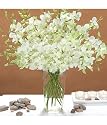 white dendrobium orchids