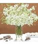white dendrobium orchids