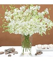 white dendrobium orchids