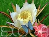 Eigenschaften Exoga  / Pitahaya Drachenfrucht Hylocereus undatus Samen