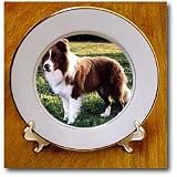Dogs Border Collie - Border Collie Tan and White - Plates