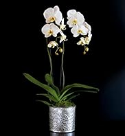 Autograph Double Cascade Orchid